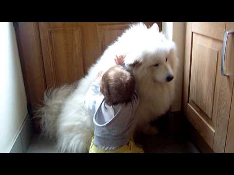 Una Samoyedo adorable y paciente con los niños