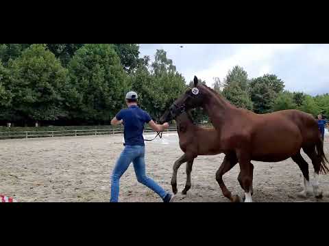 Colt by So Perfect x De Niro x Hohenstein x Weltmeyer