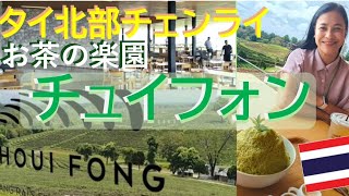 タイ北部チェンライにある観光農園、　　　Chouifong（#チュイフォン）の紹介です😊 #チュウイフォン　#チュイホン　#タイ旅行　#チェンライ　#chouifong　 #お茶農園　#観光農園