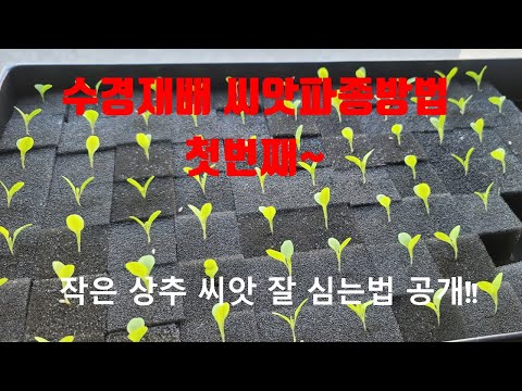 , title : 'NFT 수경재배 스펀지에 작은 씨앗 파종법 1탄!!'
