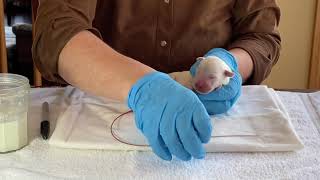 Tube feeding the newborn puppy