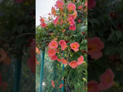 オレンジ色の熱波警報: この夏、庭を暑さから守るにはどうすればよいですか?実践すべき6つの効果的なヒント!  庭園