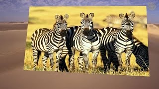 Billy Vaughn - A Swingin' Safari-Version 1