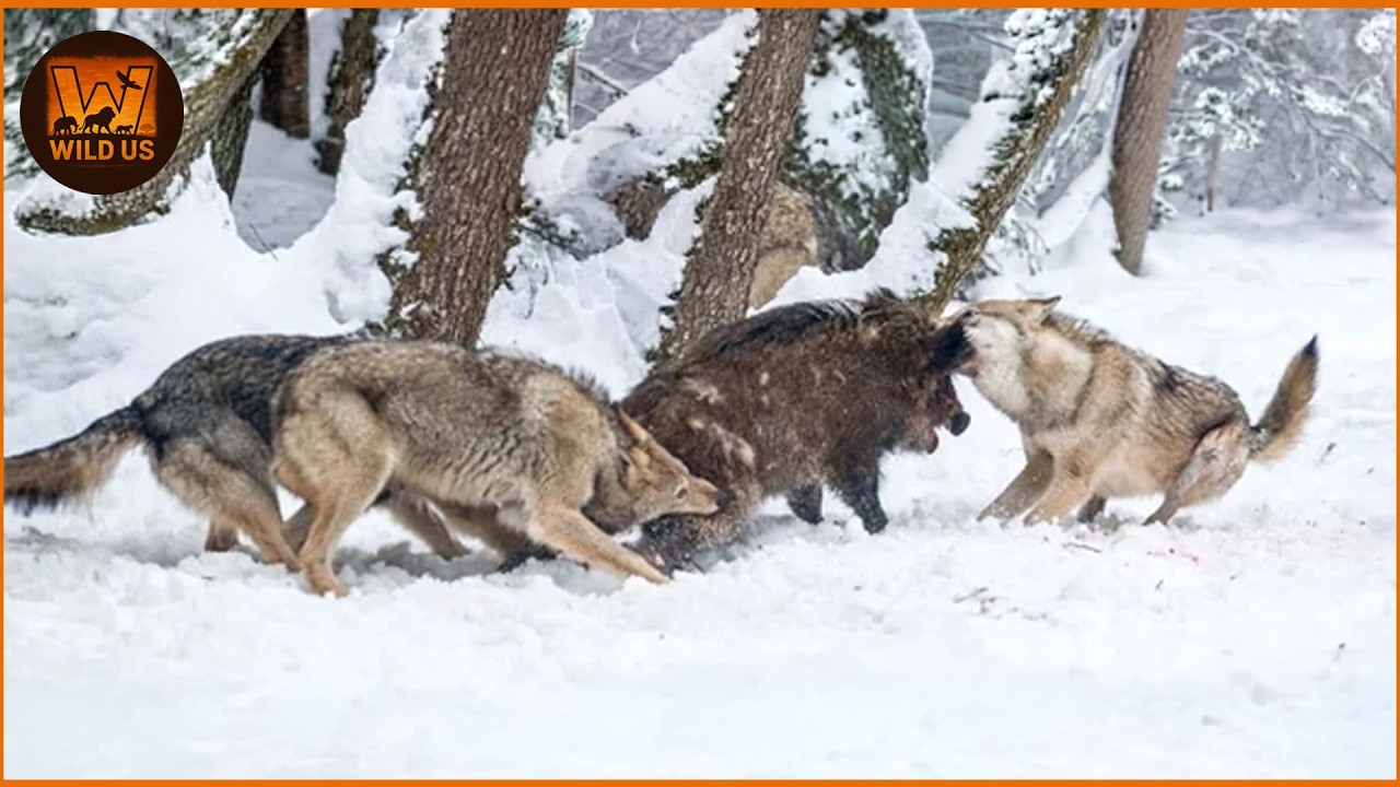Most Dangerous Wolf Attacks Caught on Camera 2026 | Wild Animals