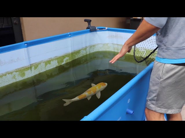 Saving Fish From BLACK Tar Water Aquarium!!