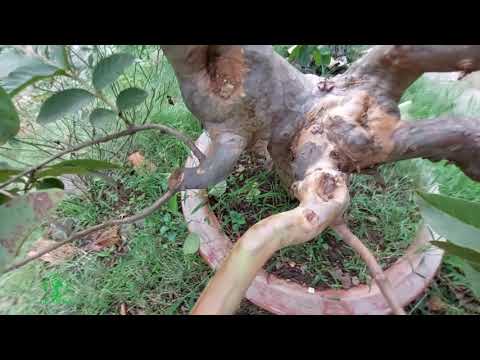 Cây ổi bonsai sau 5 năm nuôi thả cắt nhịp lại giờ ra sao