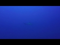 Shaab Rumi Hammerheads - Sudan 2017, Shaab Rumi, M/Y Seawolf Dominator (Sudan), Sudan