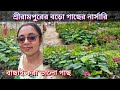 শ্রীরামপুরের বড়ো গাছের নার্সারি হরি