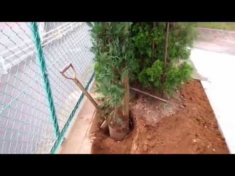 これがツゲの生垣の正しい植え方と手入れの方法です