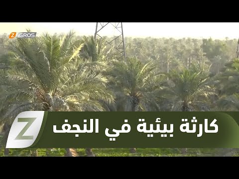 فيديو | #النجف.. أكثر من 50 ألف نخلة ومئات الأشجار المثمرة مهددة بالتجريف لإنشاء مجمع سكني