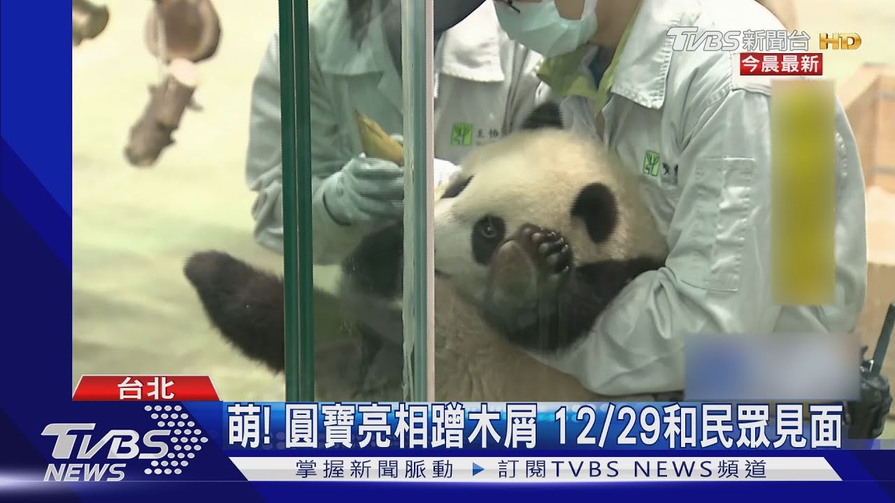 萌！圓寶亮相蹭木屑　12/29和民眾見面