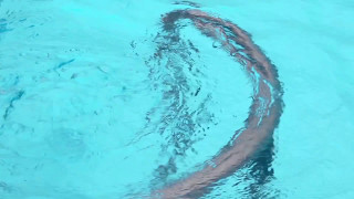 Larytta - Les Bambous [Official Music Video]