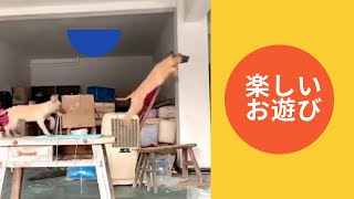 【犬】ワンちゃん(わんちゃん)たちの楽しいお遊び #Shorts
