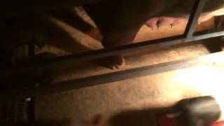 Windy's litter is feeling a little frisky!