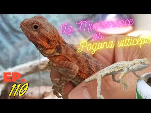 Bradatá agama (Pogona vitticeps) — Central Bearded Dragon, kompletný sprievodca chovom