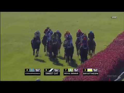 Stephanie's Kitten - 2011 Breeders' Cup Juvenile Fillies Turf (G1)