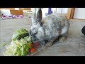 Bunny Breakfast With Wylee