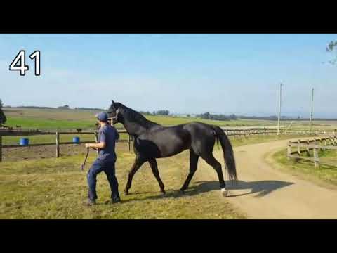 Lote GIANT GENTLEMAN