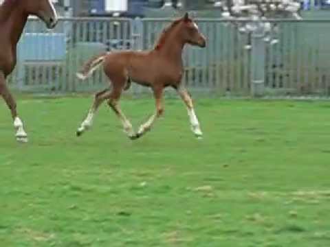 Don Olymbrio * Donnerhall * Argentinus  -  zu verkaufen!