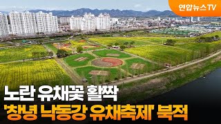 노란 유채꽃 활짝…'창녕 낙동강 유채축제' 북적 / 연합뉴스TV (YonhapnewsTV)