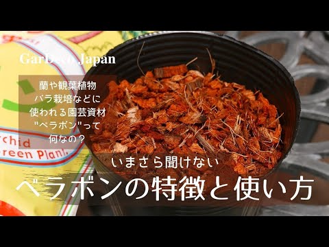 ブラベラスについて詳しく解説