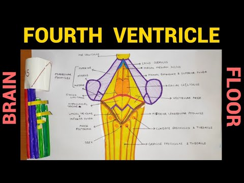 Fourth Ventricle (Floor) | Ventricles of Brain