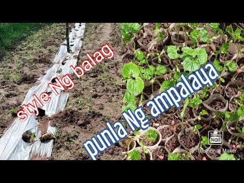 Punla Ng ampalaya at balag Ng ampalaya#Marvin tv#viral#fyp