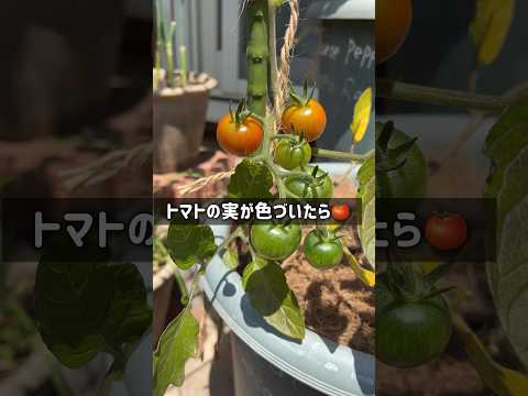 ジューシーな果実を得るためにトマトの植物をいつ、どのように正しく剪定すればよいでしょうか?  庭園