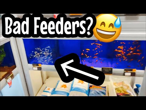 Are Rosy Red Minnows Bad Feeder Fish?