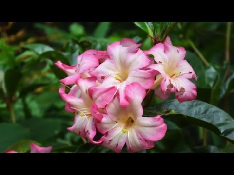Beautiful and Exotic Flowers of Hawaii.