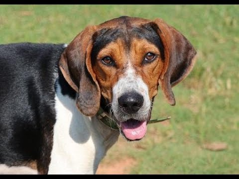 Dixie, an adopted Treeing Walker Coonhound & Hound Mix in Athens, GA_image-1