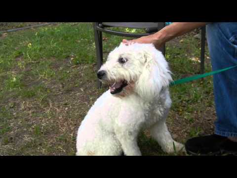 White Angel, an adopted Poodle in Houston, TX_image-1