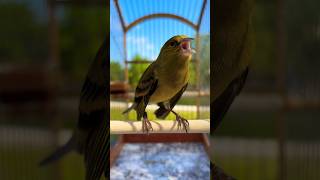 Download lagu Black HOODED yellow siskin mule | Cabecita negra CD | Carduelis singing | Spinus Magellanica mp3