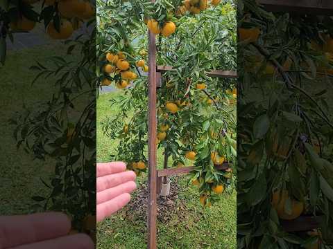 Não É Sorte Como Fazer a Mexerica Produzir Muita Fruta