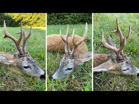Faszinierende Blattjagd mit den Hunter Brothers