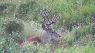 preview picture of video 'Big Muley Bucks in Alberta Canada Scouting 2011 with Willow Creek Outfitters'