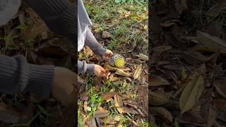 Download lagu Rejeki di pagi hari ketemu durian jatuh🍃#rennididesa #durian mp3