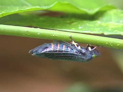 Bullet Ant (Paraponera clavata) Worker Foraging at La Selva Biological Field Station
