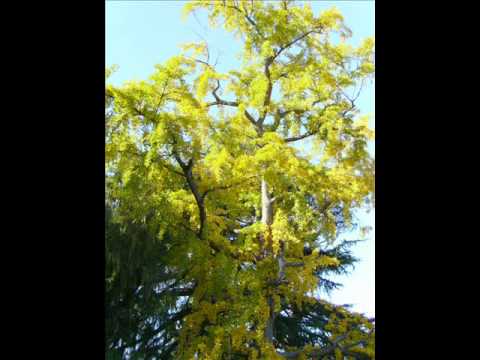 Joseph-Marie-Clément  Dall'Abaco: Capriccio n. 10