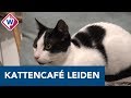 Eerste kattencafé van Leiden opent de deuren - OMROEP WEST