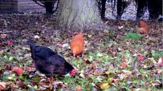 preview picture of video 'Chickens scrabbling around in Autumns leaves. Two hens & one cockerel.'