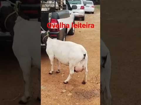 feira do 🐐 Patos Paraíba