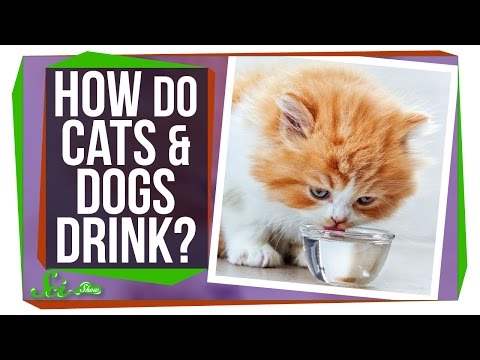 How Do Cats and Dogs Drink Water?