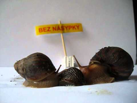 Bez násypky - Bez násypky - Černej slim (Oficiální klip)