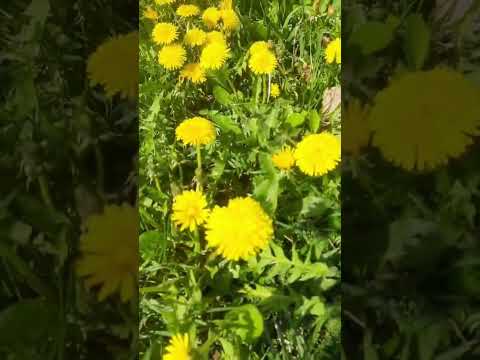 #song #music #entertainment #arrahman #hamsika #butifyoucloseyoureyes #spedup #speedsong #nature