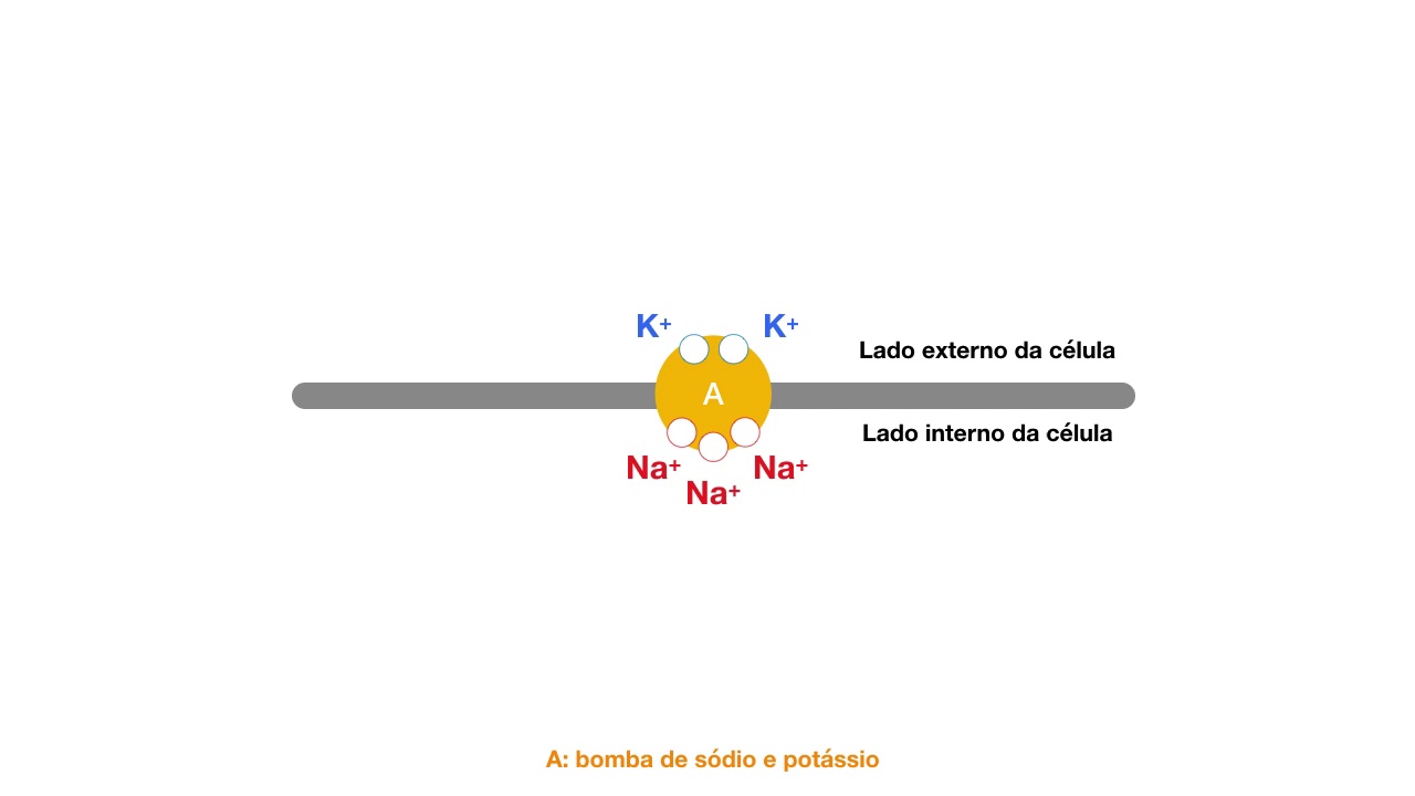 Bases 09A Potencial de Repouso