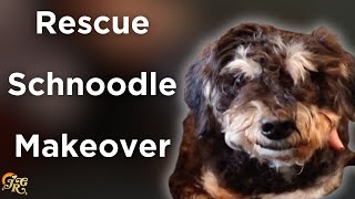 Rescue Schnoodle Makeover | Rescue Revamp