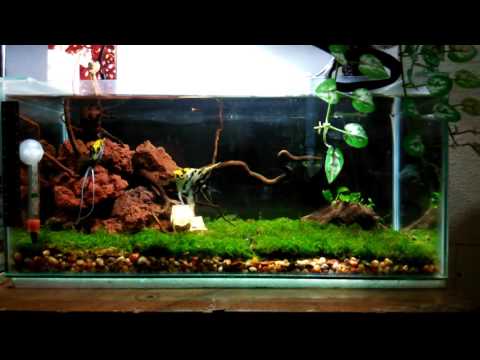 1.5ft plant tank