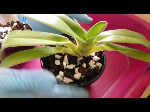 Part 1, repotting Paphiopedilum kolopakingii and Phragmepedium Olaf Gruss