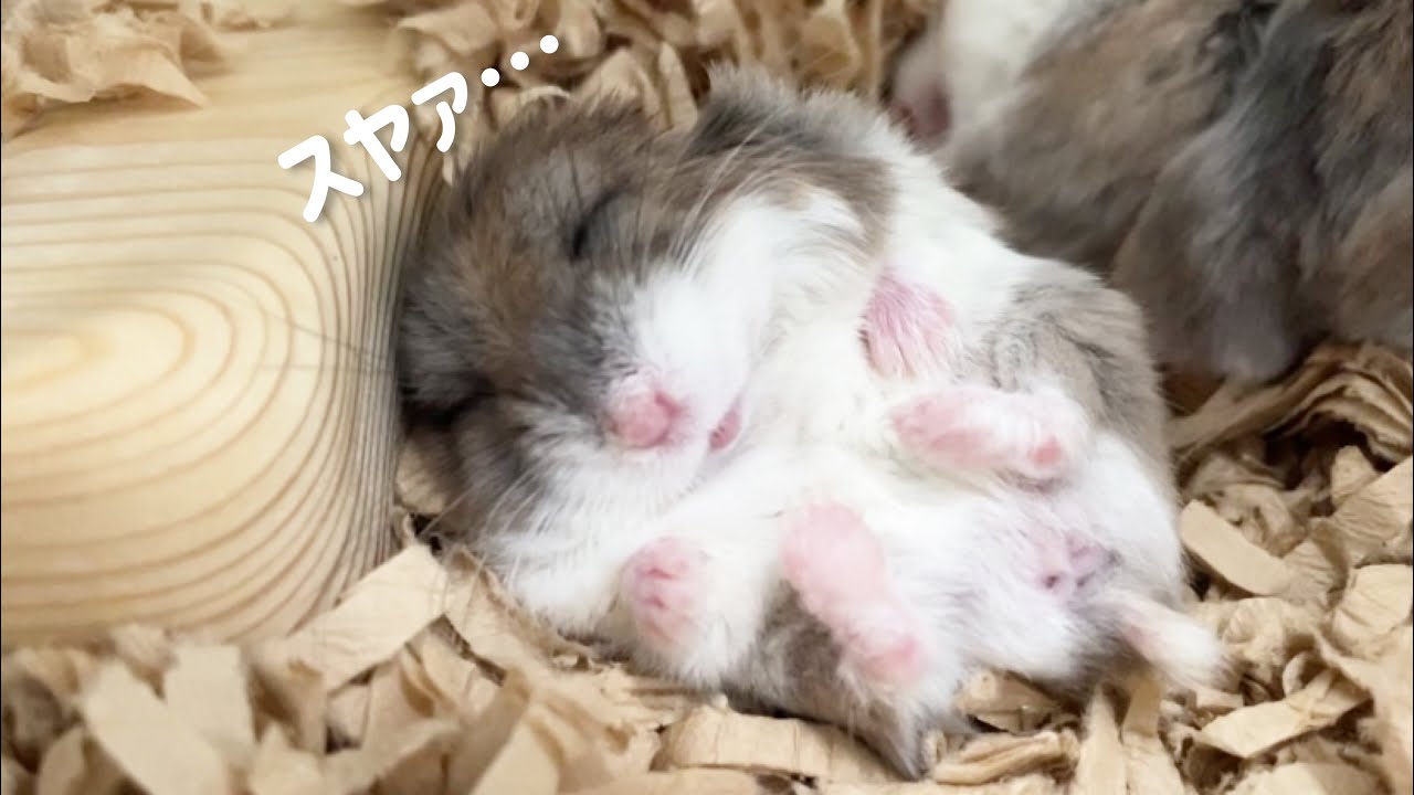 【ほのぼの短編動画】赤ん坊のように眠るハムスターの起床シーンが可愛すぎた